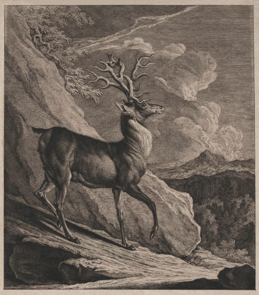 A Deer Killed near the Vagna Palace in Styria. 1744.