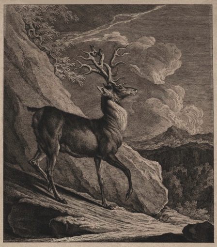 A Deer Killed near the Vagna Palace in Styria. 1744.