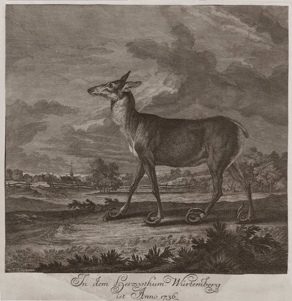 Тварина, знайдена мертвою у так званих лісах Кірххайма у Штірії. 1736.
